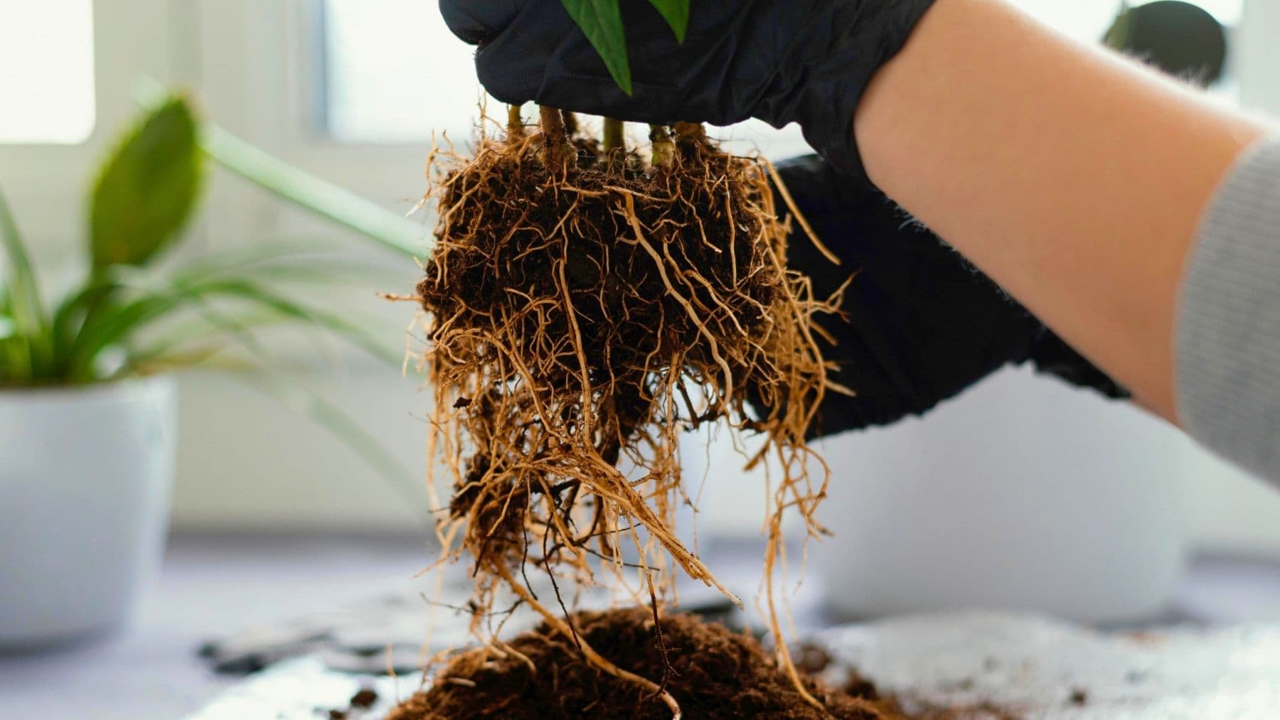 Descubren reloj genético en raíces: nueva frontera agrícola