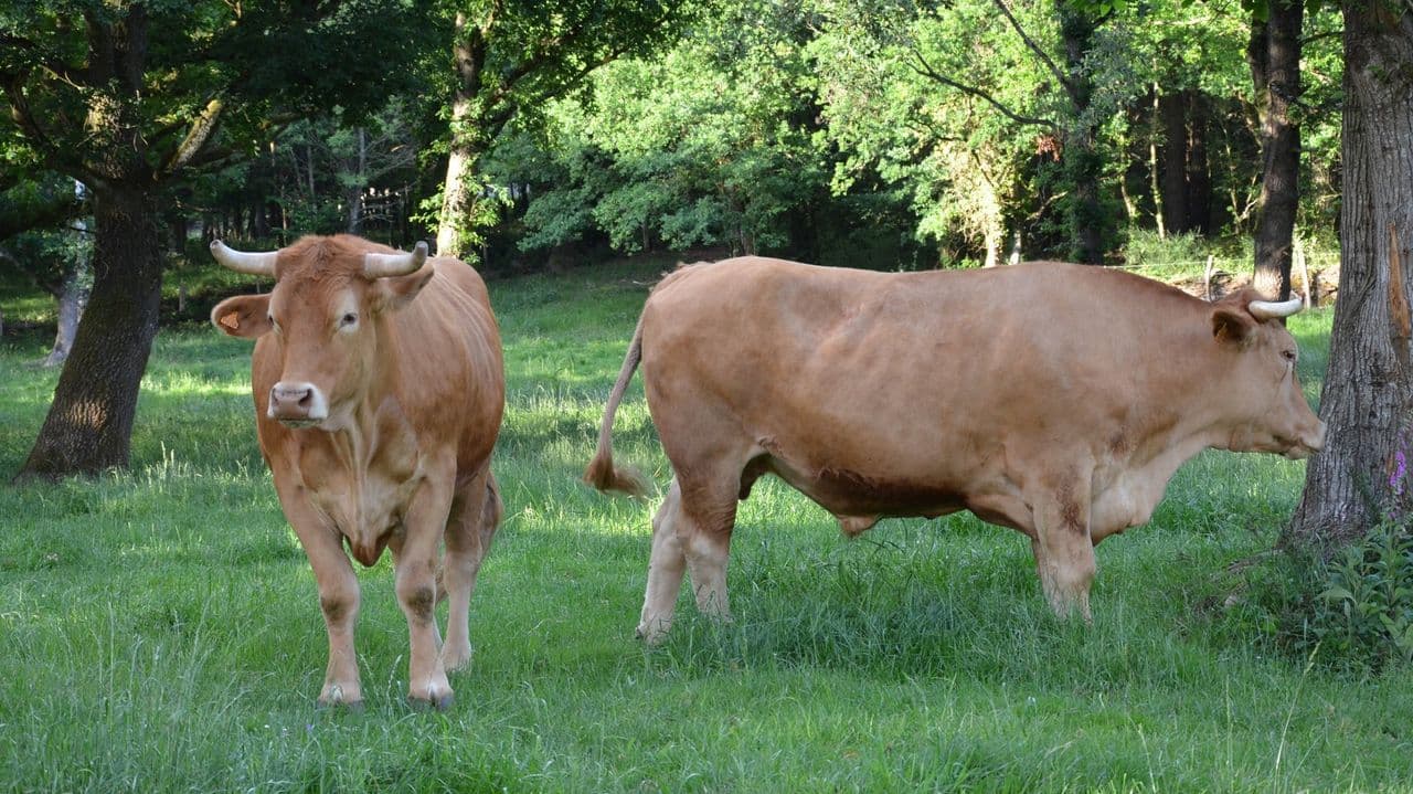 Galicia flexibiliza exportación de carne congelada fuera UE