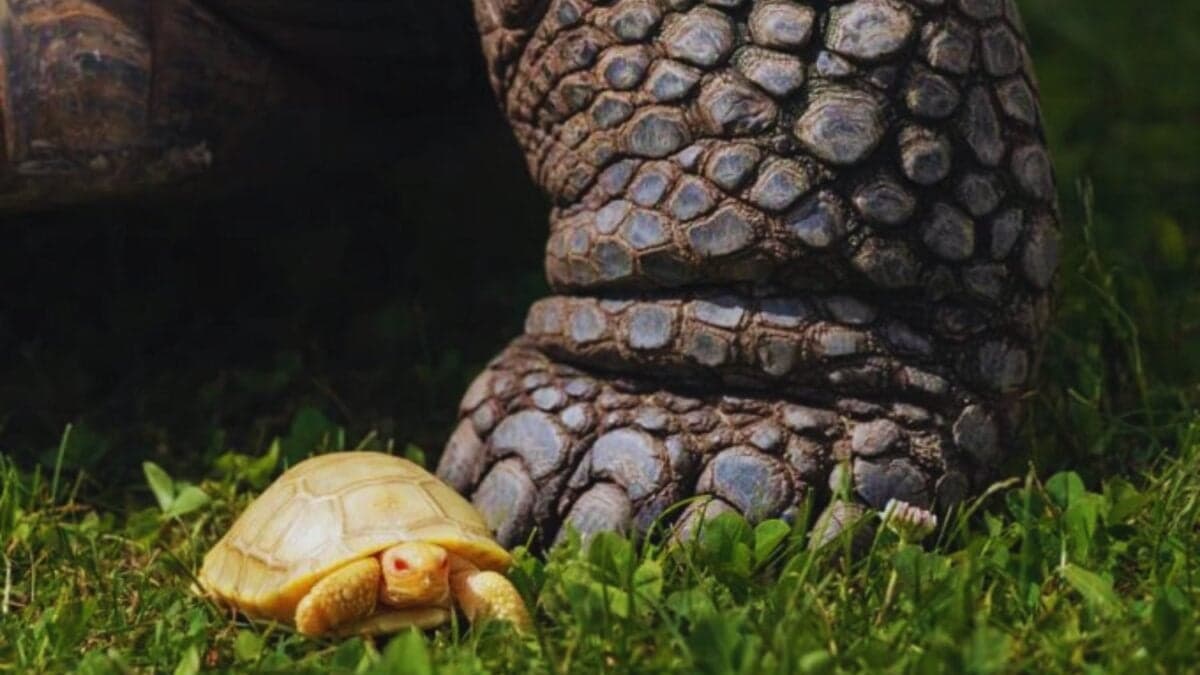 Proyecto Isabela: inversión de $15M salvó tortugas Galápagos