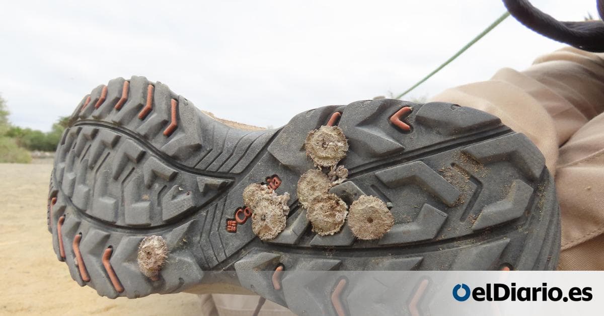 Invasión biológica amenaza turismo en Dunas de Maspalomas