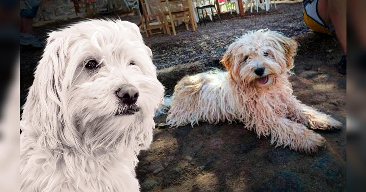 Perú impulsa reconocimiento de nueva raza canina con potencial comercial