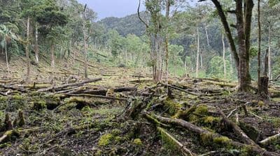 MiAmbiente moderniza ley forestal para impulsar competitividad