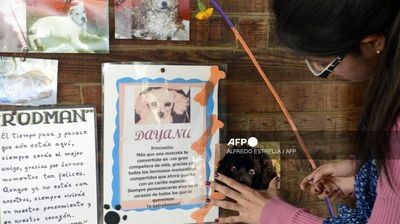 Día de Muertos 2026: por qué el 27 de octubre se recuerda a las mascotas fallecidas